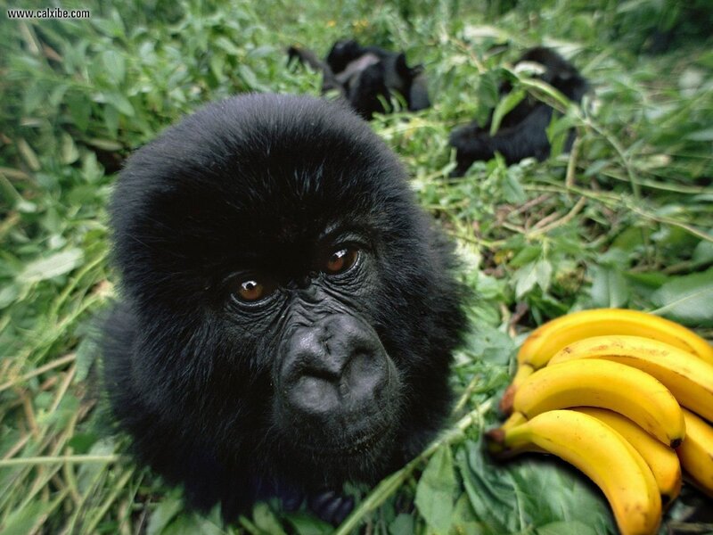 Gorilla in Foliage