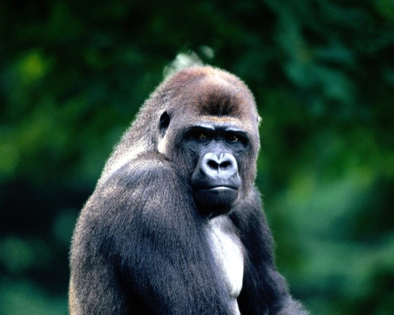 gorilla in forest
