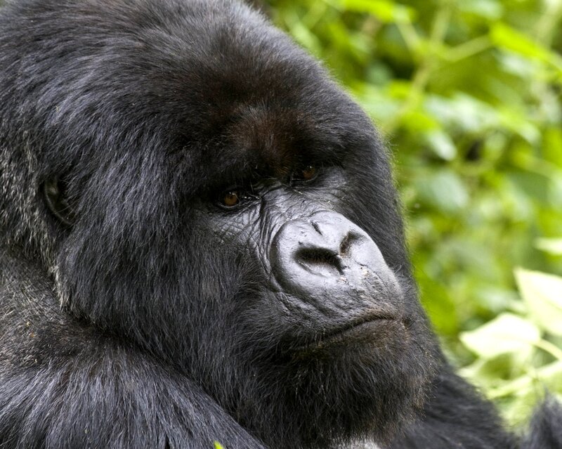 Gorilla in Forest — Black, Calm, Photograph