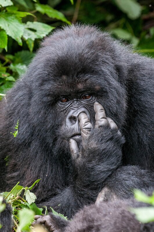 Gorilla in Forest — Black, Calm