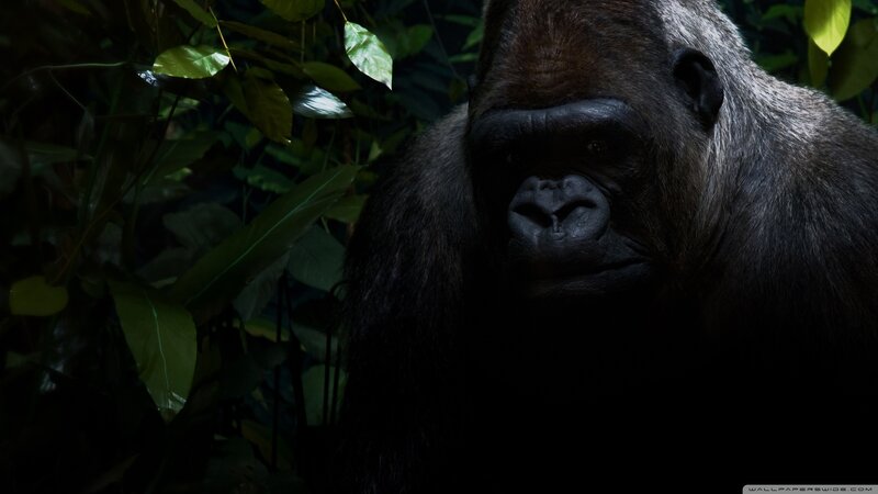 Gorilla in Forest — Black, Dark
