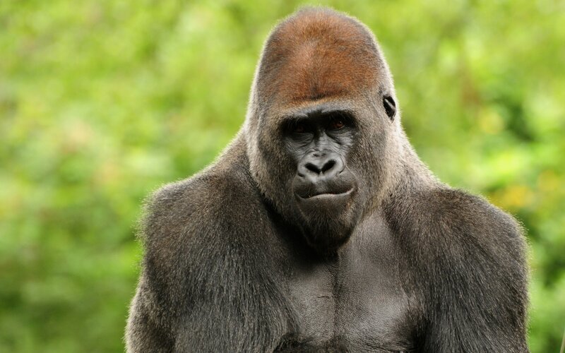 Gorilla in Forest — Black, Natural, Photograph, Greenery