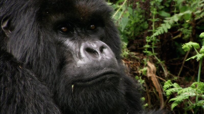 Gorilla in Forest — Black, Natural, Photograph