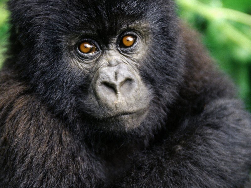 Gorilla in Forest — Black, Natural