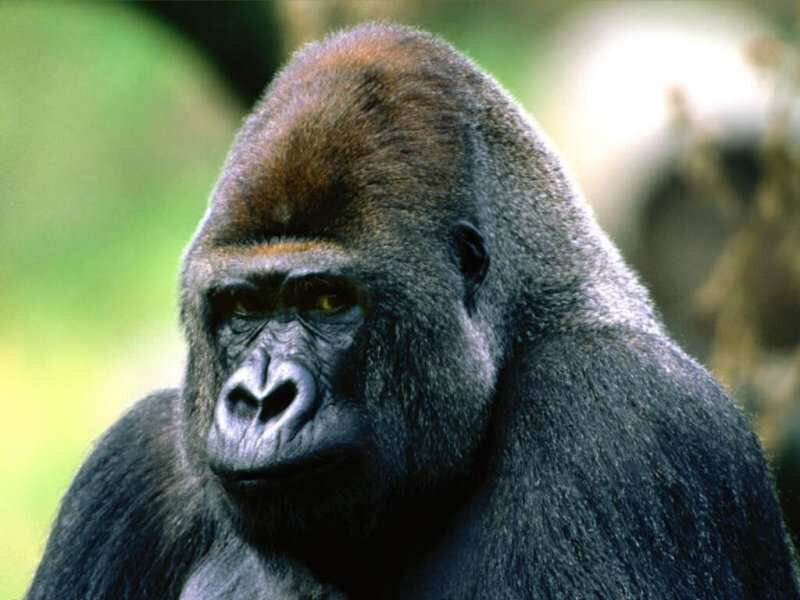 Gorilla in Forest — Black, Serious, Photograph
