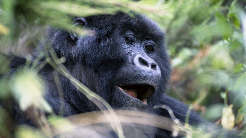 gorilla in forest foliage
