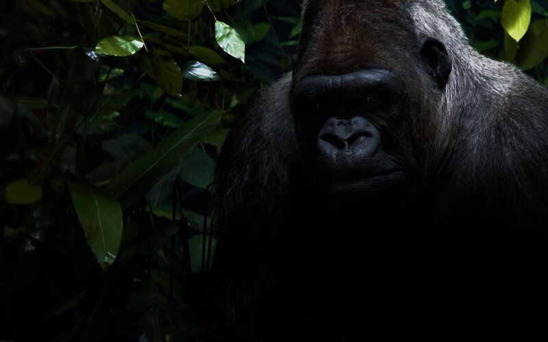 Gorilla in Forest — Green, Dark, Night