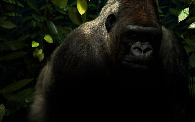 Gorilla in Forest — Green, Dark