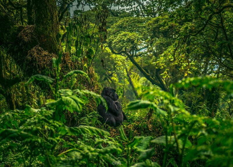 Gorilla in Forest — Green, Natural, Morning