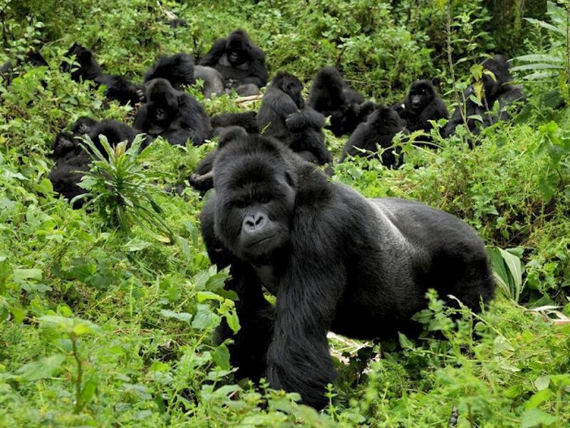 Gorilla in Forest — Green, Natural, Photograph, Group