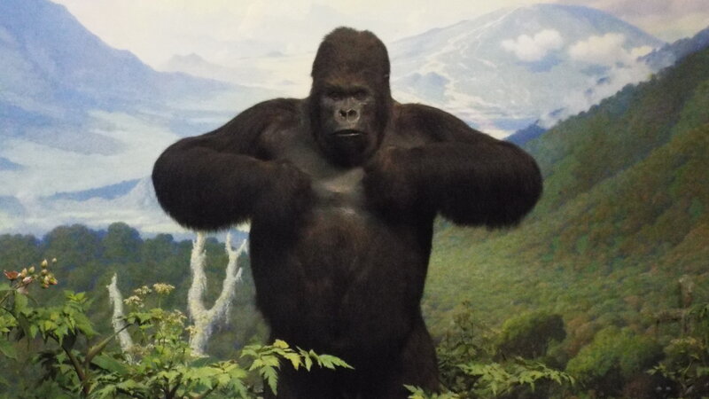 Gorilla in Forest — Green, Natural, Photograph, Mountains