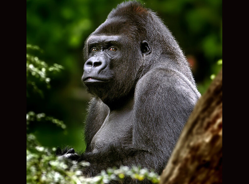 Gorilla in Forest — Green, Natural, Photograph