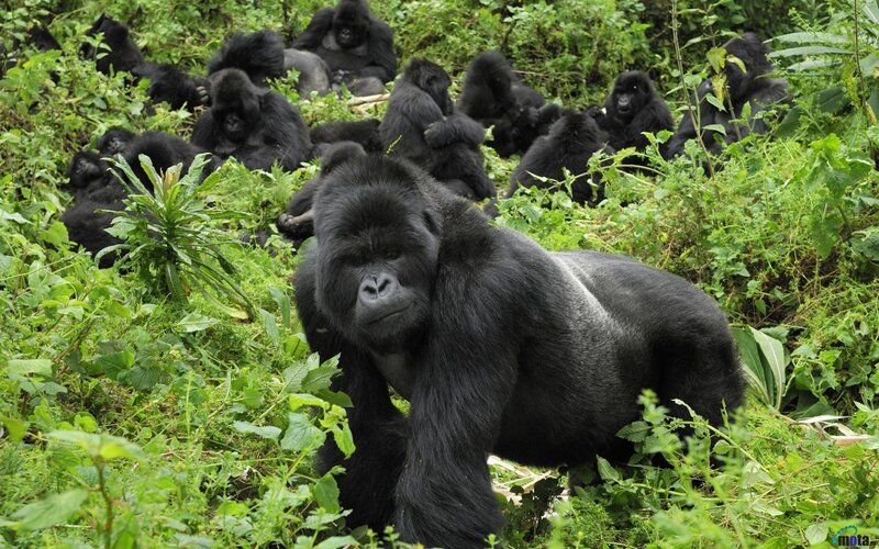 Gorilla in Forest — Green, Natural