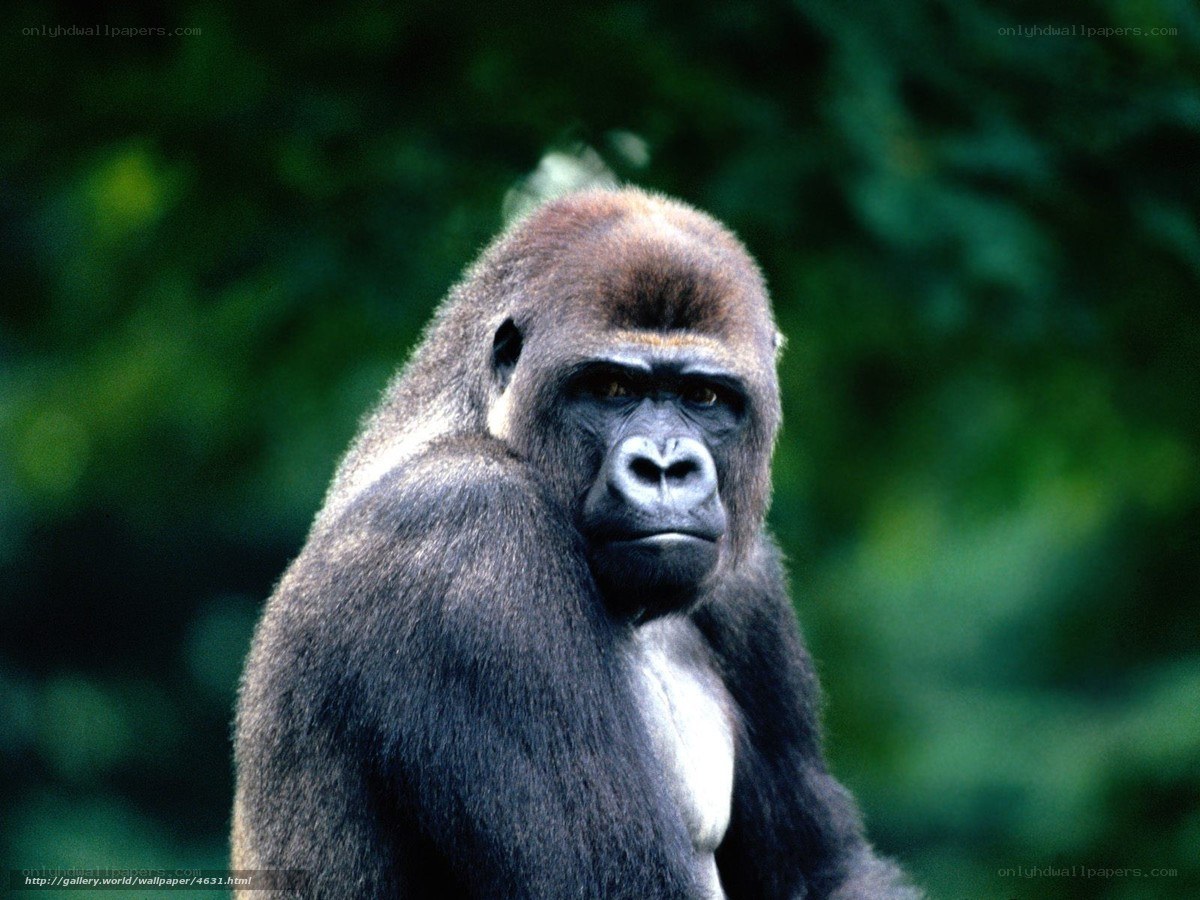 gorilla in forest