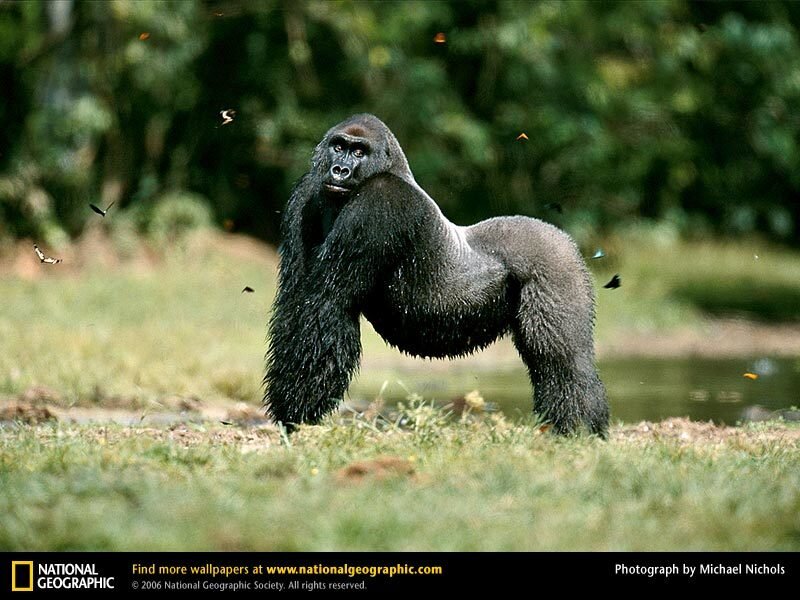 Gorilla in Grass — Green, Natural, Afternoon