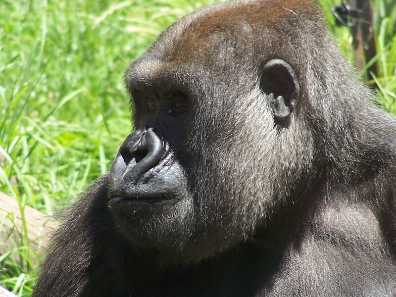 Gorilla in Grass — Green