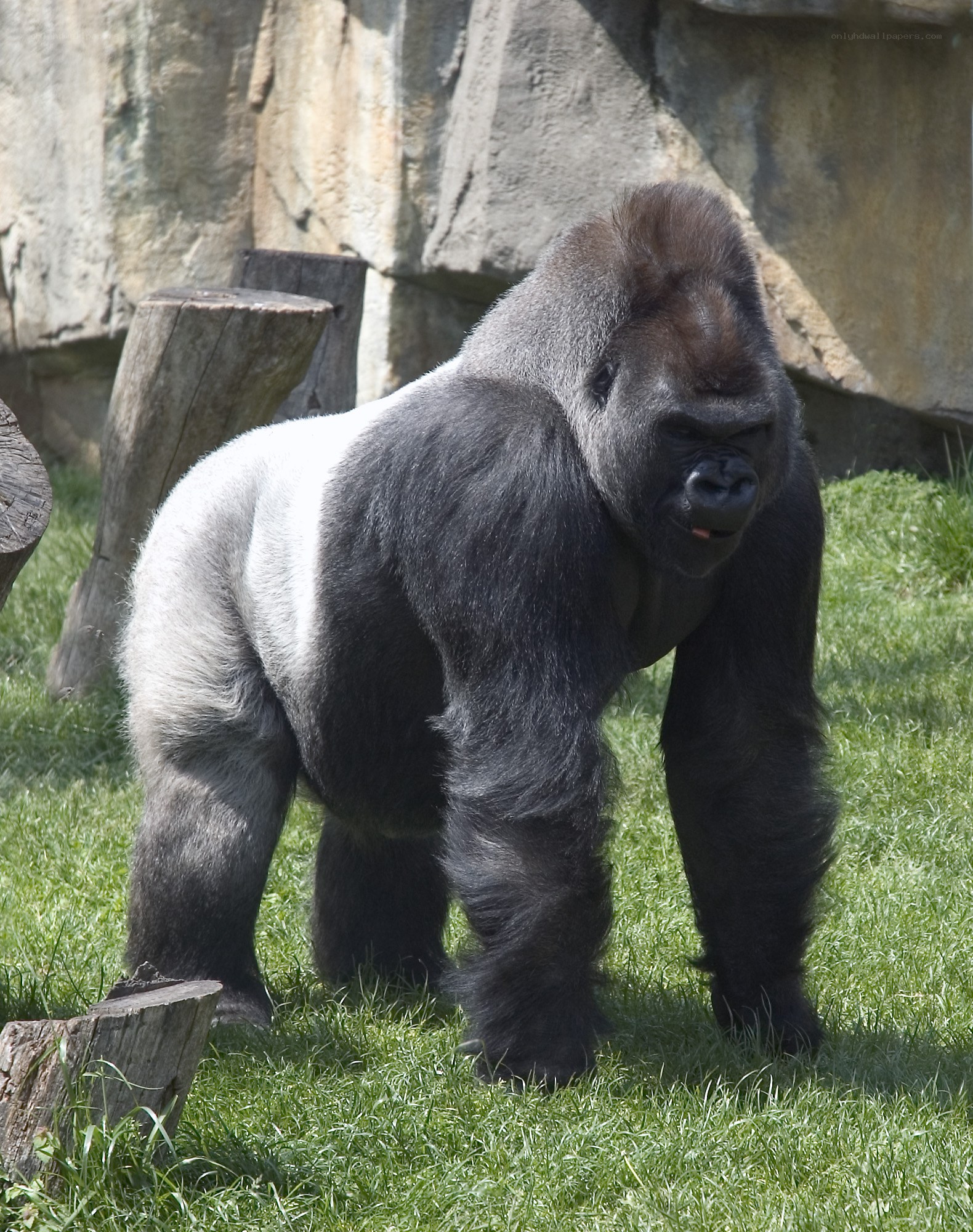 gorilla in grassy enclosure
