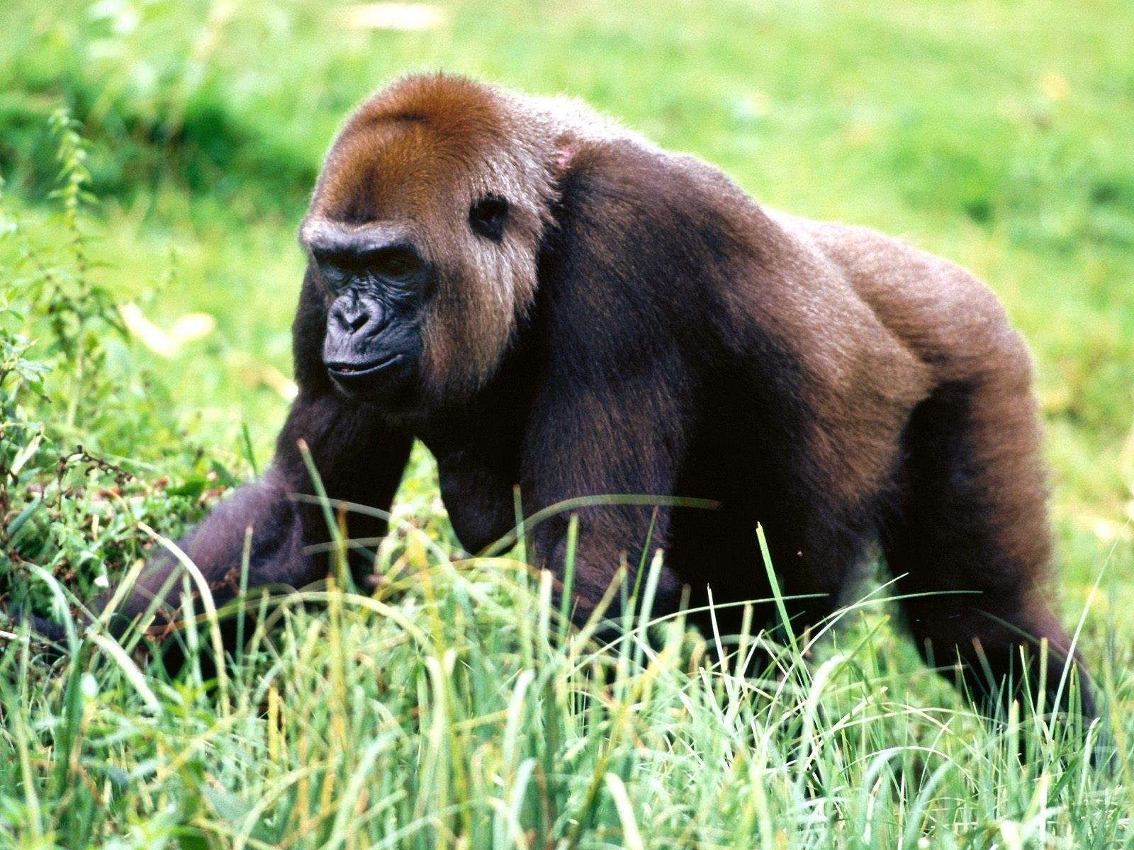 gorilla in grassy field