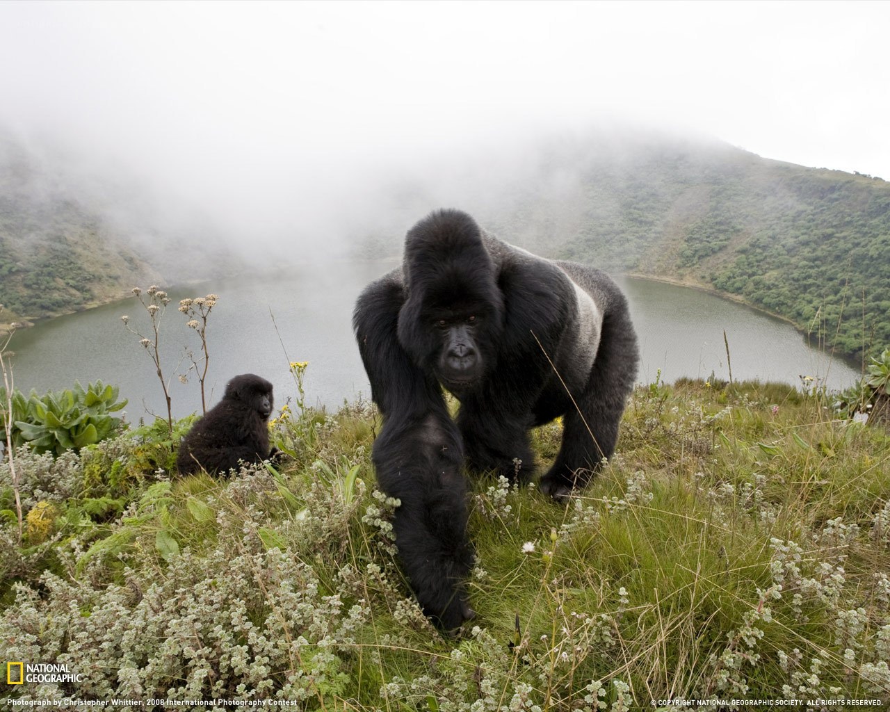 Gorilla in misty landscape