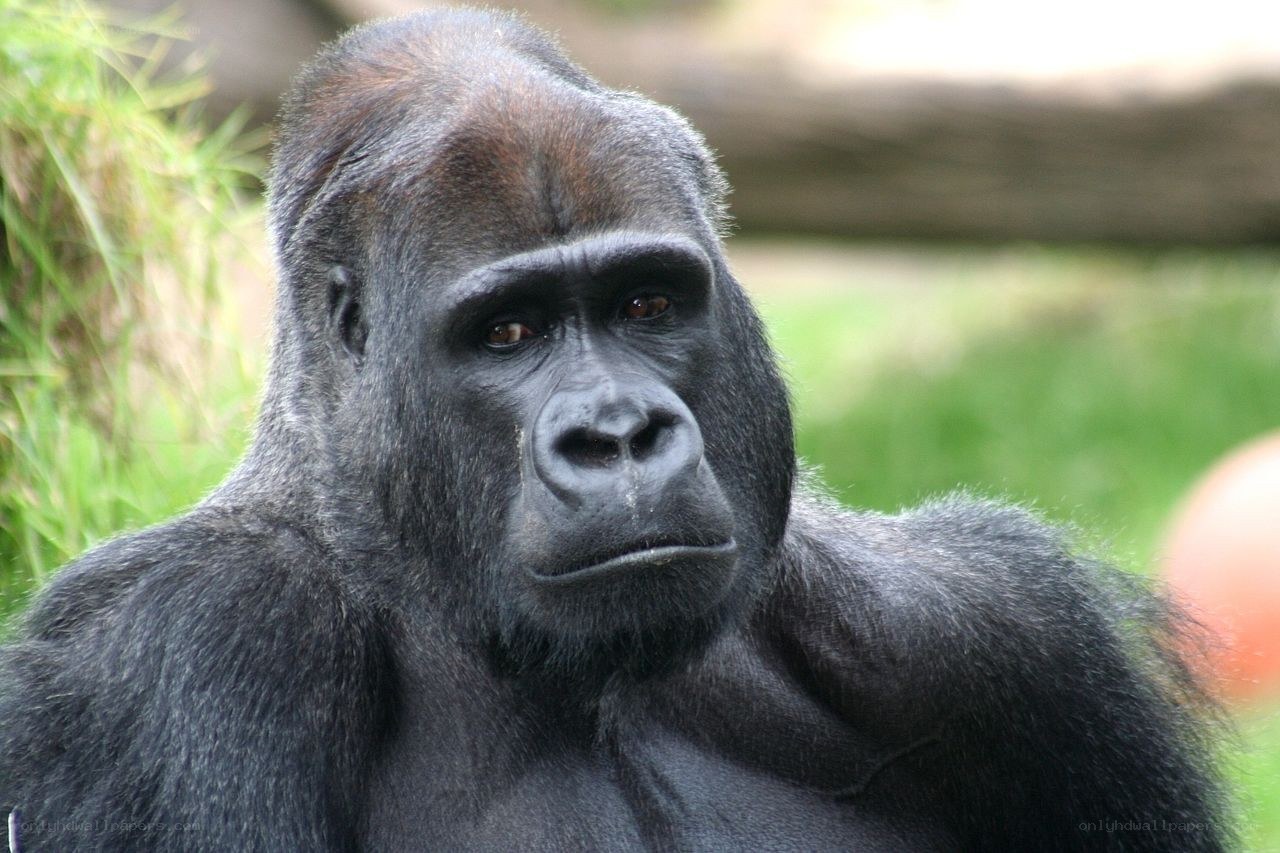 gorilla in natural setting