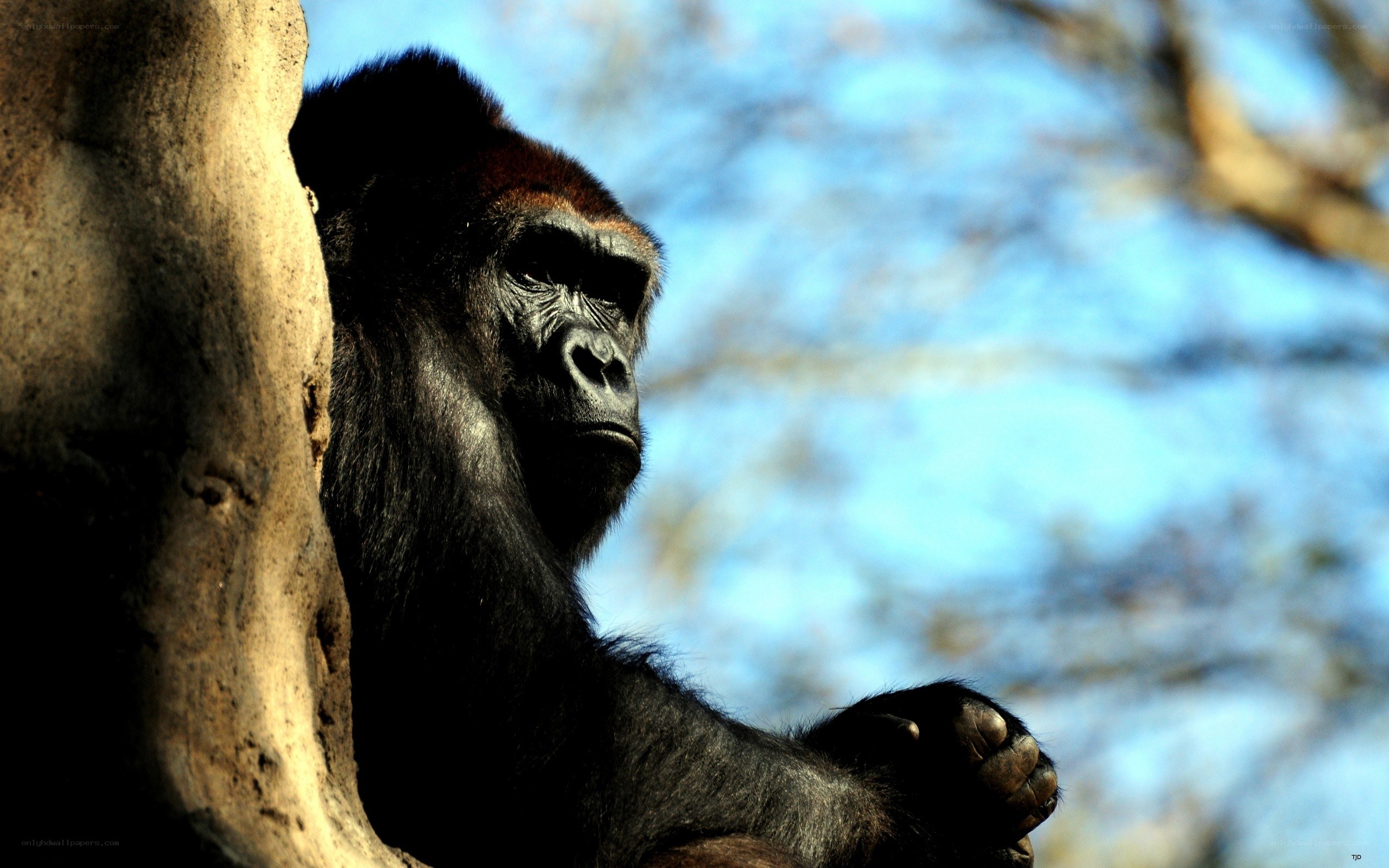 gorilla in natural setting