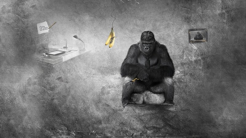 Gorilla in Office