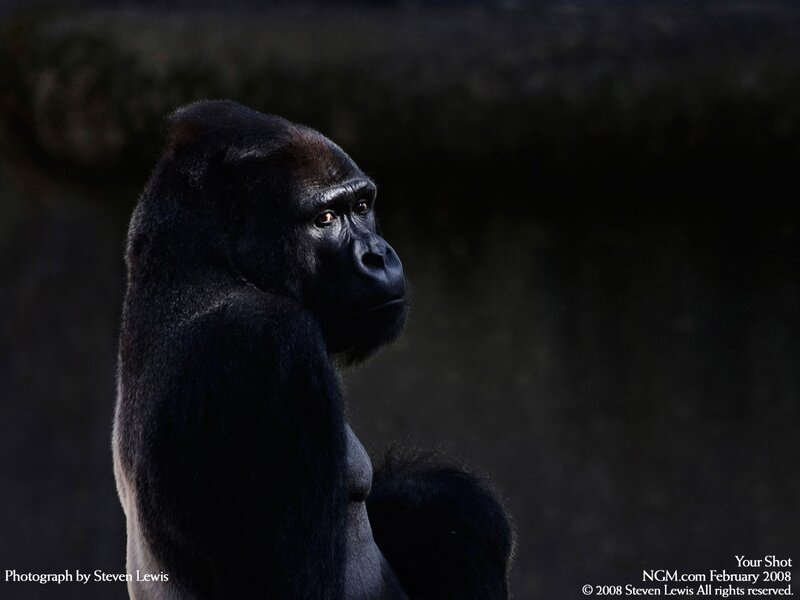 Gorilla in profile