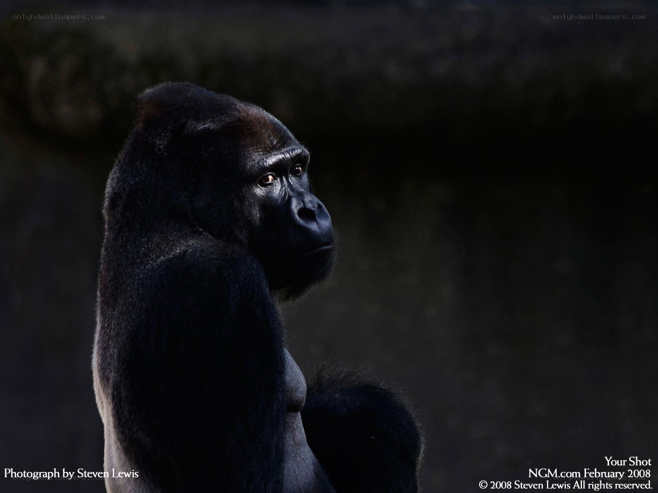 Gorilla in profile