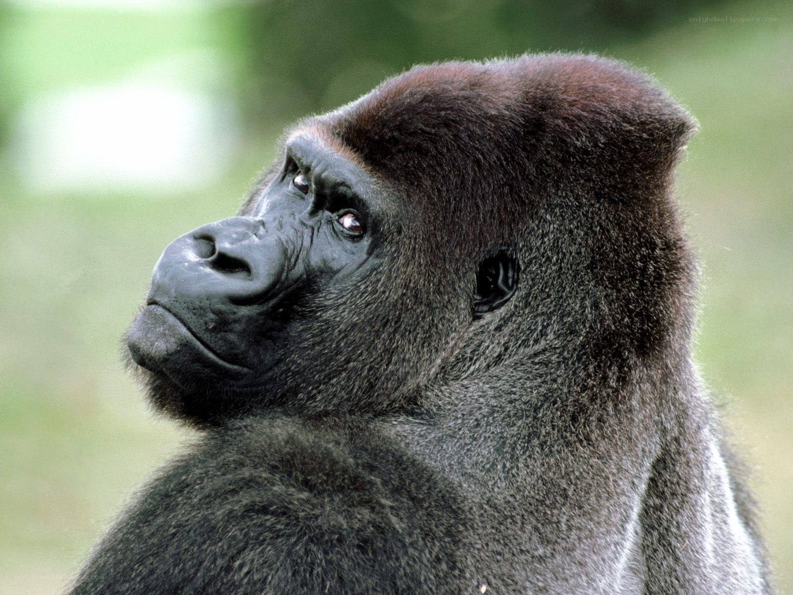 gorilla in profile