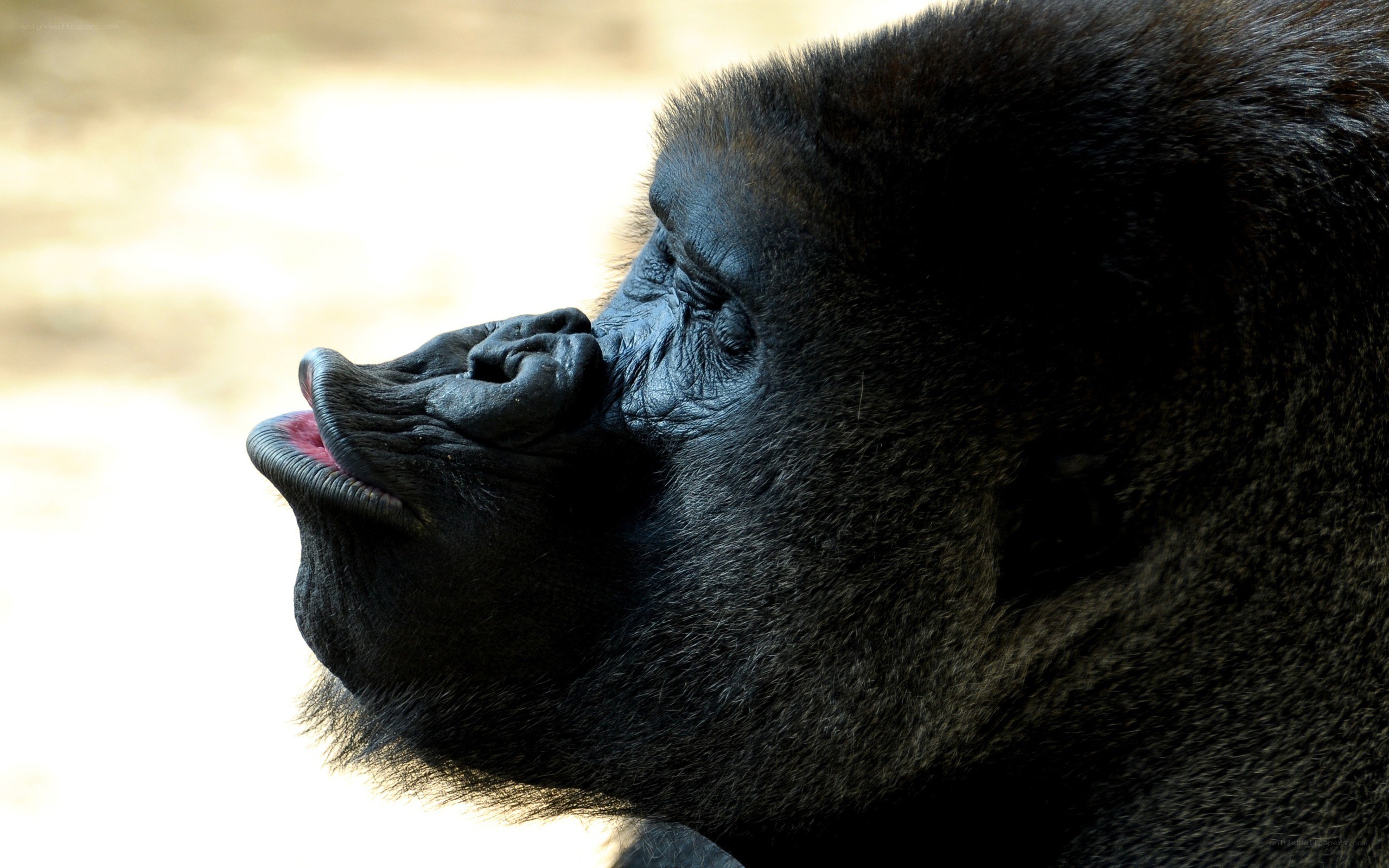 gorilla in profile