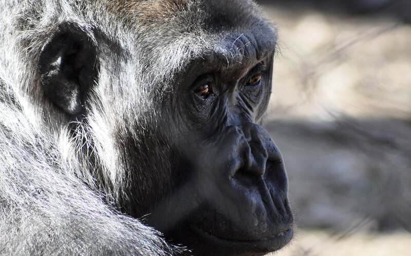 gorilla in profile