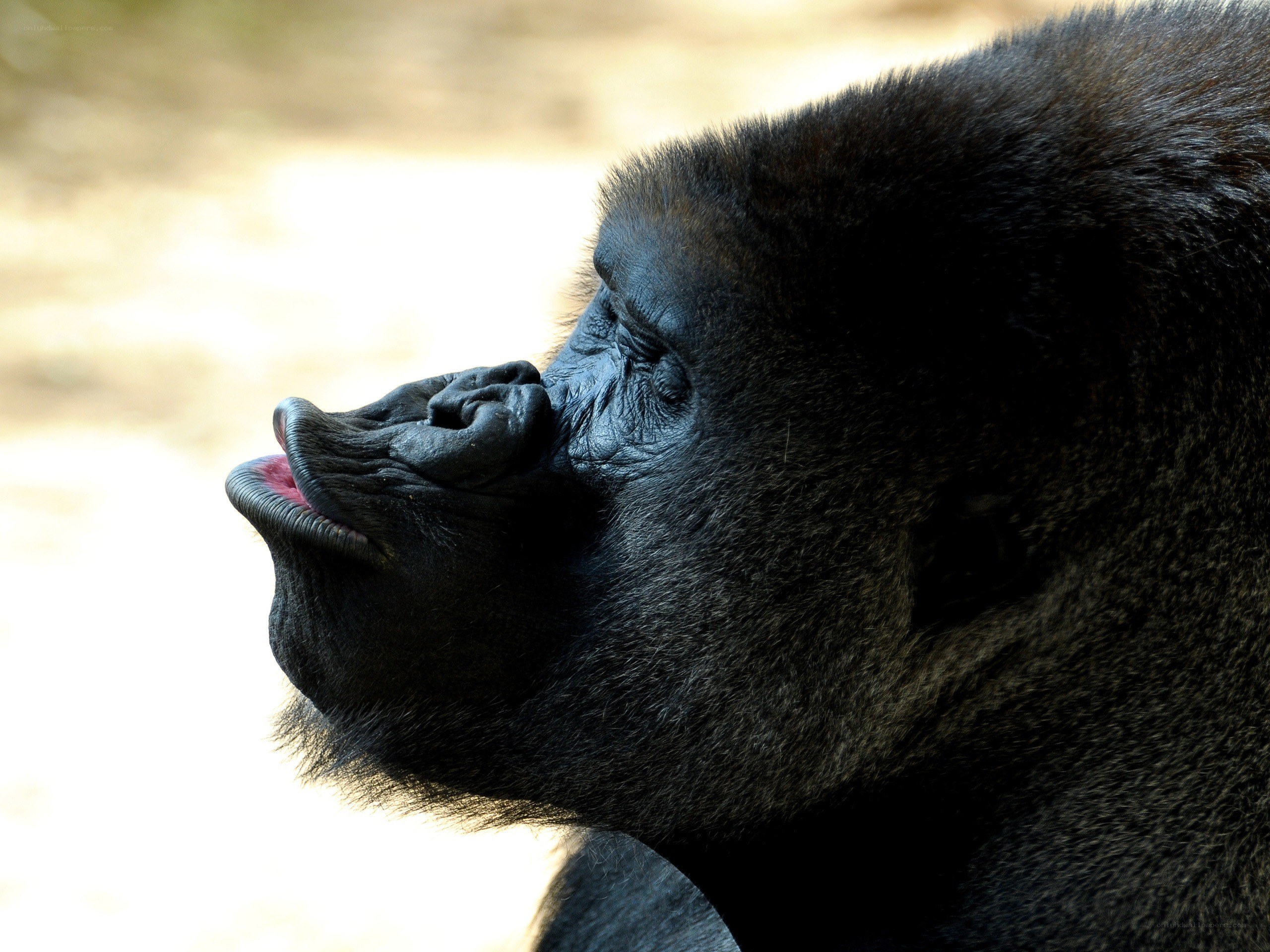 gorilla in profile