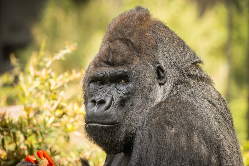 Gorilla in Profile — Black, Calm, Afternoon, Photograph