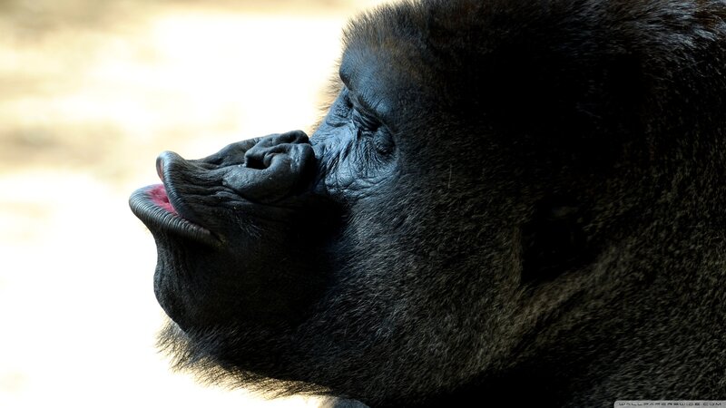 Gorilla in Profile — Black, Calm, Photograph, Face