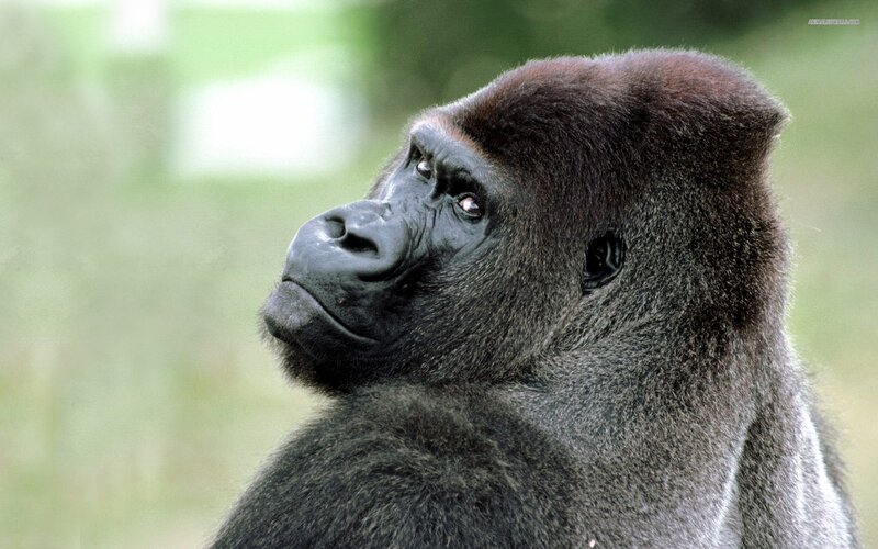Gorilla in Profile — Black, Calm, Photograph, Green Background, Gray