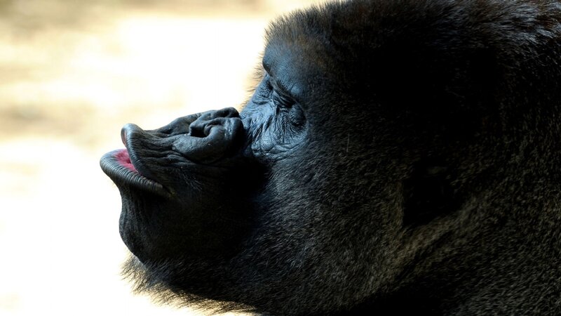 Gorilla in Profile — Black, Calm, Photograph