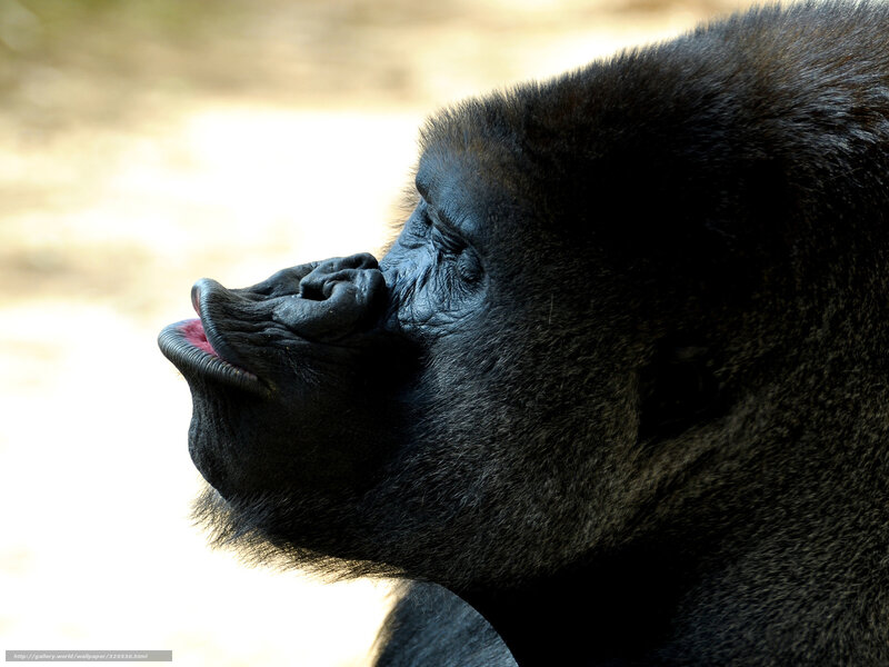 Gorilla in Profile — Black, Contemplative