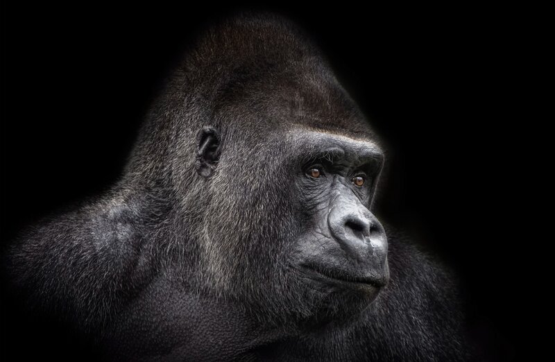 Gorilla in Profile — Black, Dramatic, Photograph