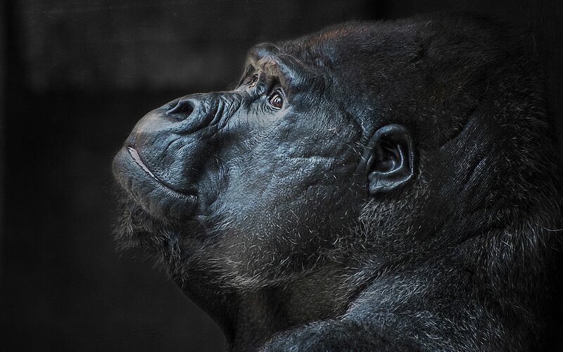 Gorilla in Profile — Black, Dramatic