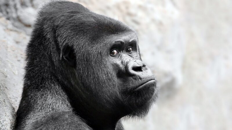 Gorilla in Profile — Black, Neutral