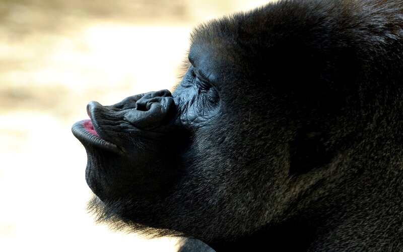 Gorilla in Profile — Black