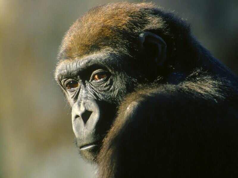 Gorilla in Profile — Brown