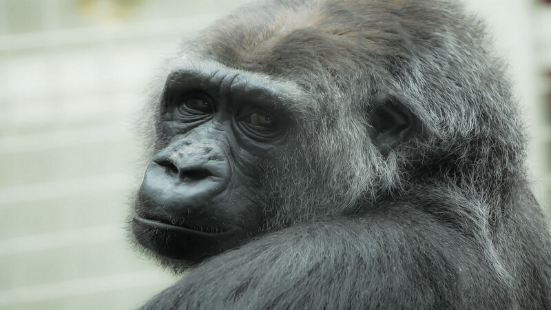 Gorilla in Profile — Gray, Neutral