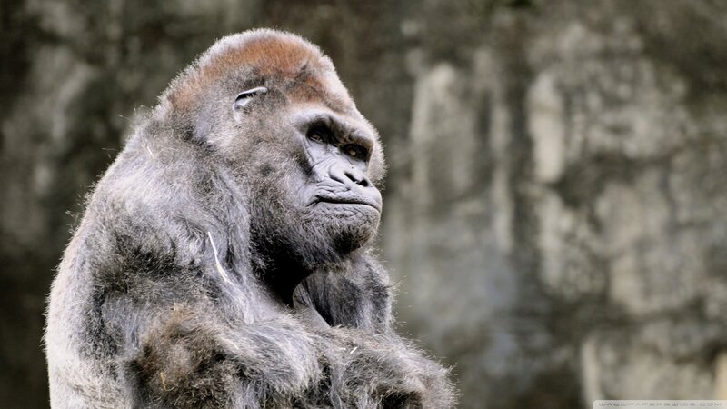 Gorilla in Profile — Gray, Serious