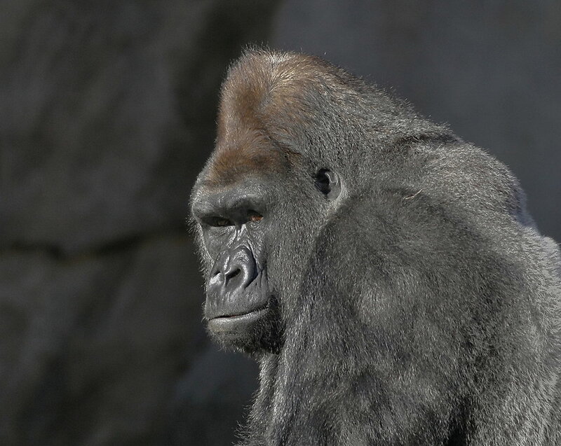 Gorilla in Profile — Gray