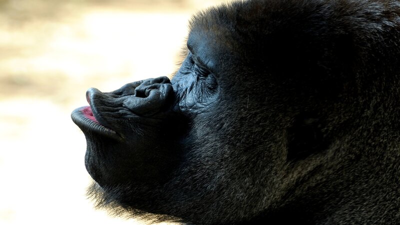 gorilla in profile