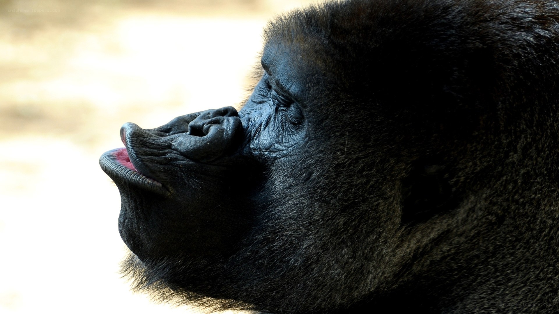 gorilla in profile