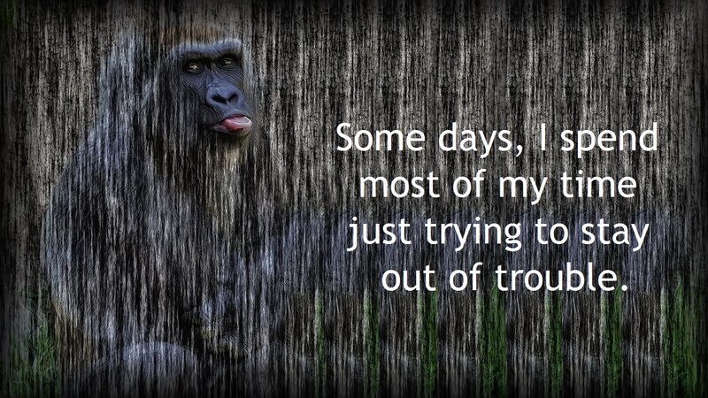 Gorilla in Rain