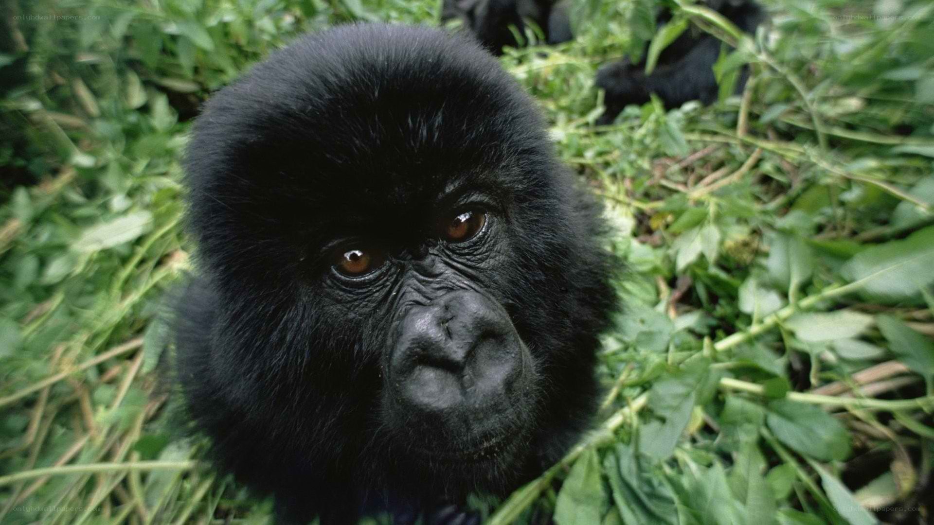 gorilla in the forest