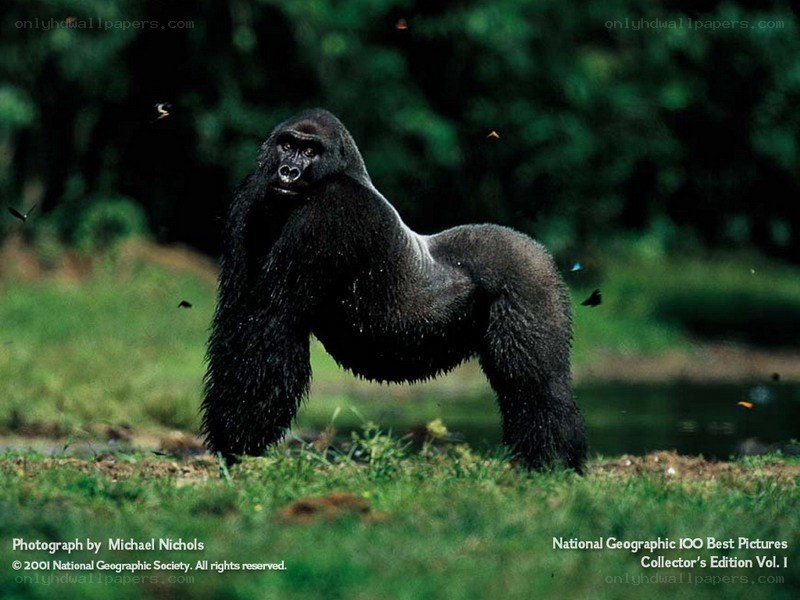 Gorilla in the forest